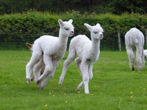 Farm photo for Fangdale Alpacas