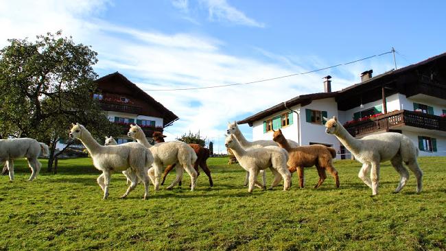 Hof Foto von AlpenAlpakas