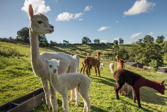 Farm photo for ALPACA ALPACA in the Leven Valley