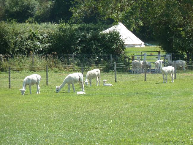 Farm photo for LACOCKALPACA