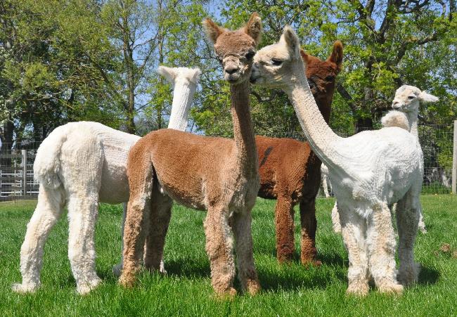 Farm photo for Cold Comfort