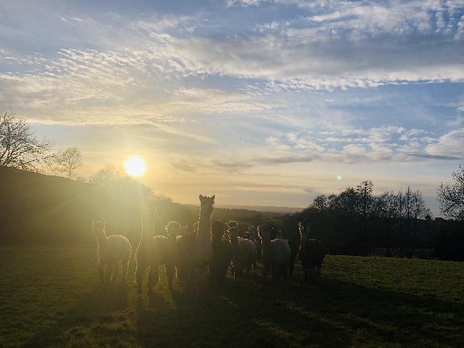 Farm photo for Usk Valley Alpacas