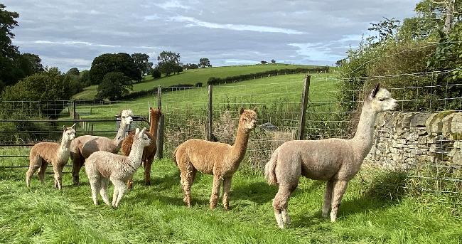 Farm photo for Capital Alpaca Ltd