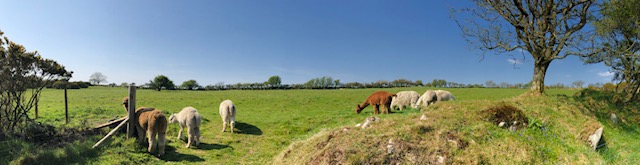 Farm photo for Dark Sky Alpacas