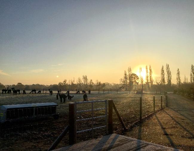 Farm photo for Yana Alpacas Ltd