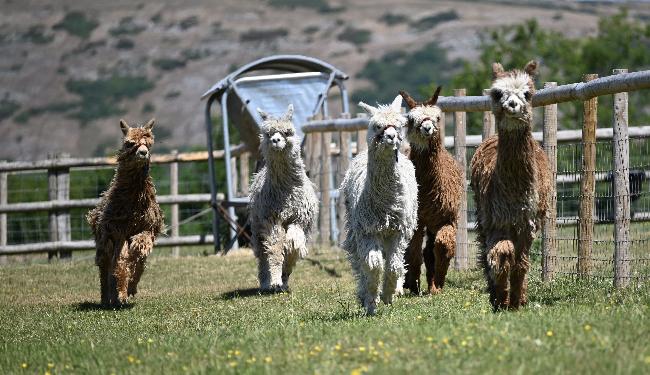 Farm photo for WInsaula Alpacas