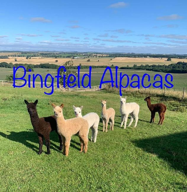 Farm photo for Bingfield Alpacas