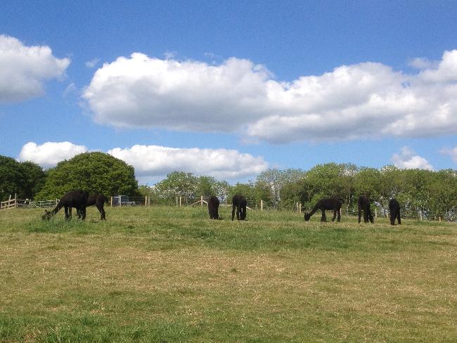 Farm photo for Sol Alpacas