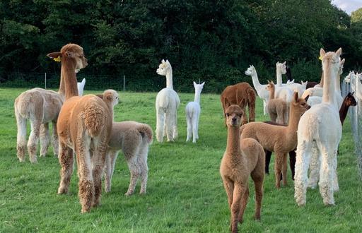 Farm photo for Pinnacle Alpacas