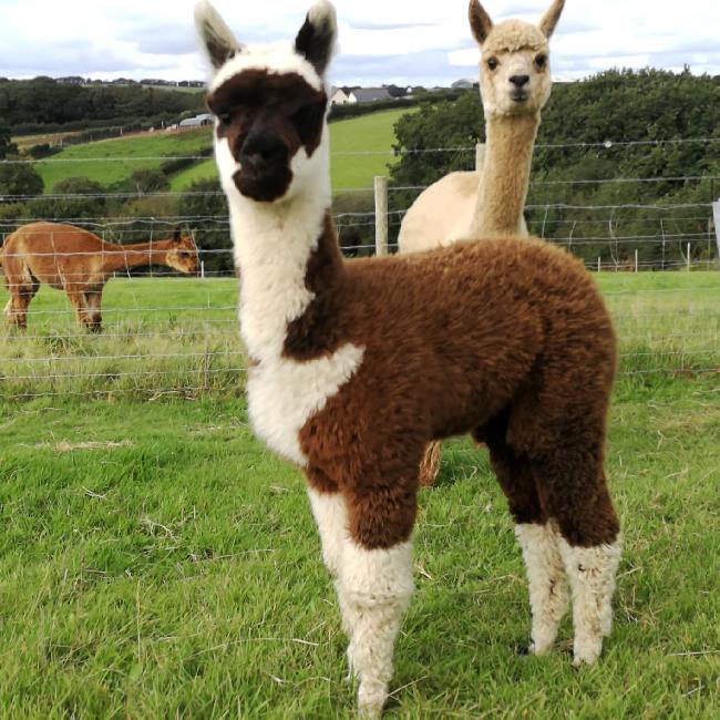 Farm photo for Kestle Alpacas