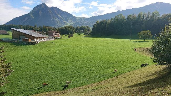 Hof Foto von alpakahof-boden