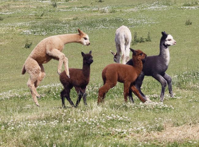 Farm photo for Whistlewood Alpacas