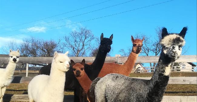 Hof Foto von Alpakas und Lamas zum Grnen See