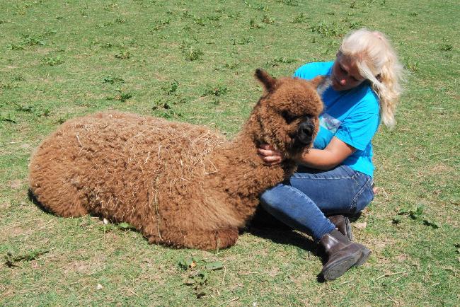 Farm photo for Bride valley alpaca