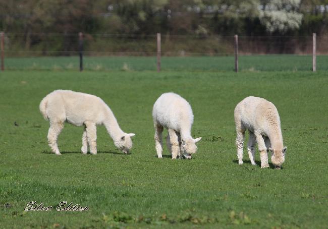 Hof Foto von Silver Edition Alpakafarm