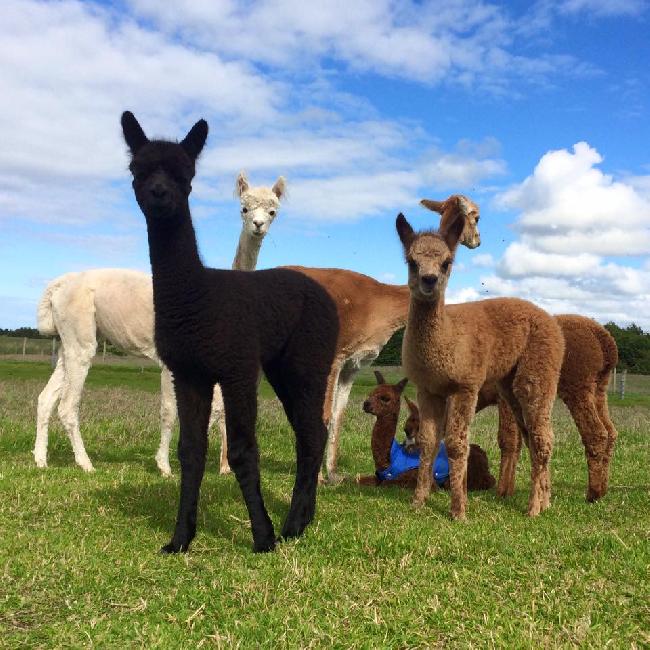 Farm photo for Auld Mill Alpacas