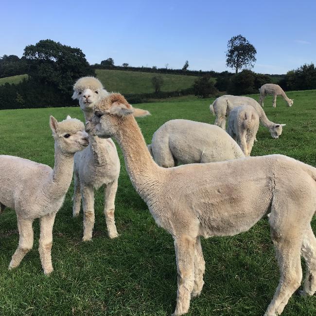 Hof Foto von Sunnyside Alpacas