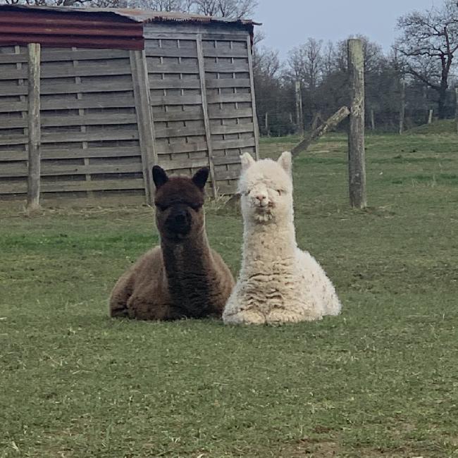 Photo de la ferme pour Argentonnay Alpacas