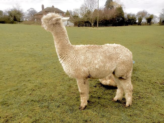 Farm photo for Hawthorn Alpacas