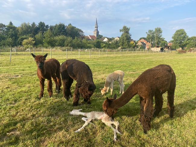 Hof Foto von alpakaMIGA