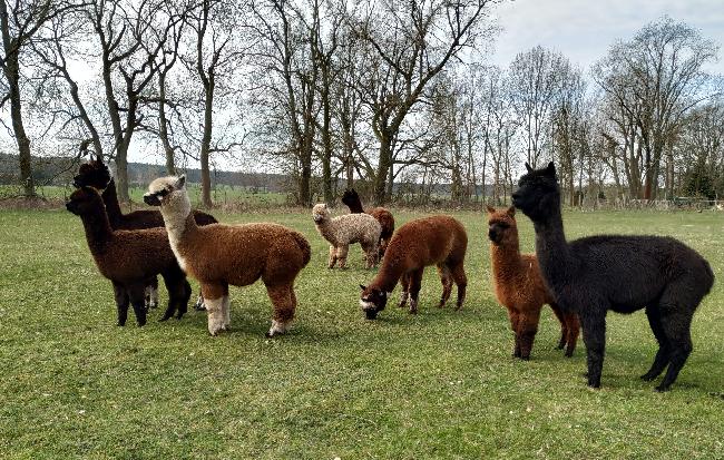 Hof Foto von The Poets Alpacas