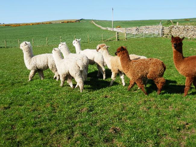 Farm photo for East Challoch Farm