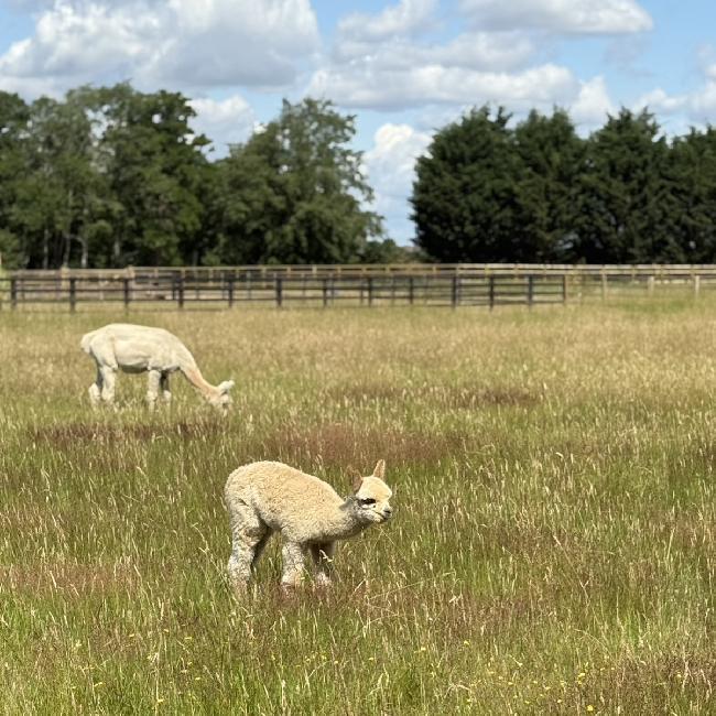 Farm photo for Bramble Lodge alpacas