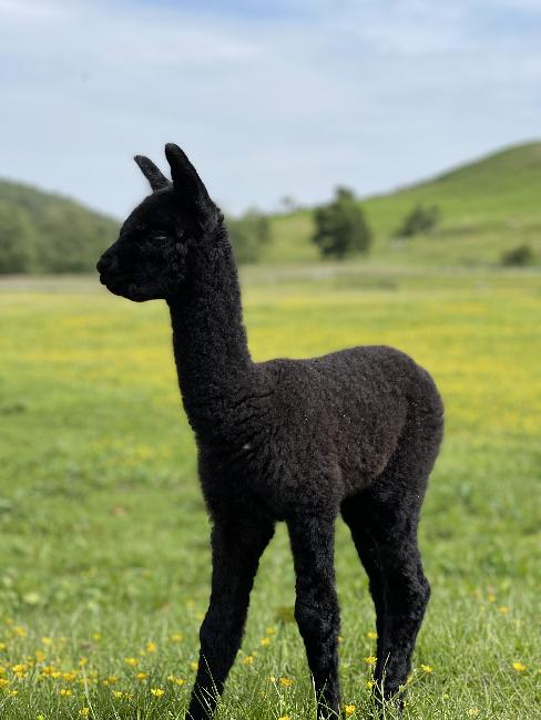 Farm photo for Little Alpaca Company