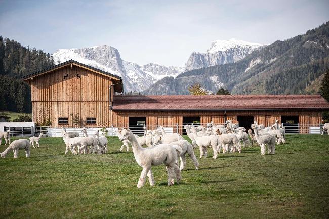 Hof Foto von AGA Alpakagestt Alpenland