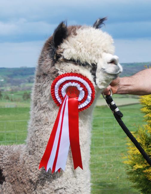 Farm photo for Alpacastad Bristol