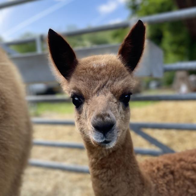 Farm photo for Willow Barn Alpacas