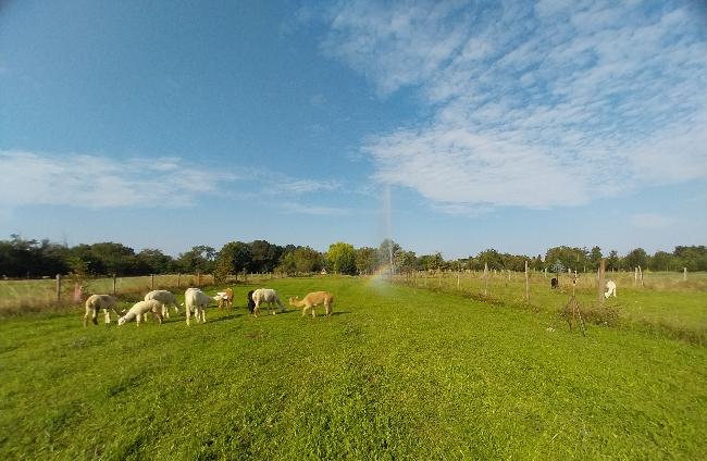 Hof Foto von Magyar Alpaka Kft