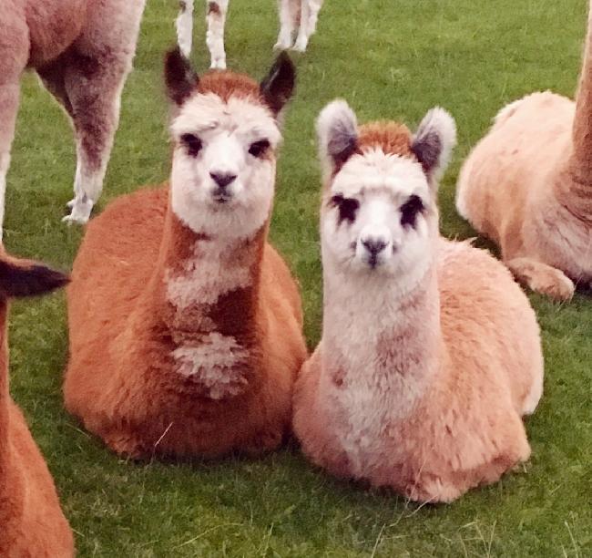 Farm photo for Tilley Alpacas