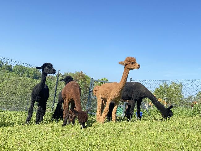 Hof Foto von Alpaca Country