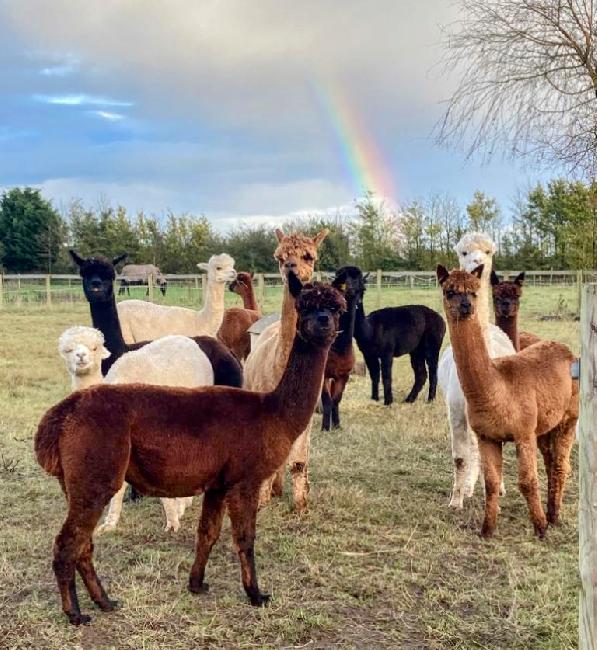 Farm photo for Wildwood Alpacas
