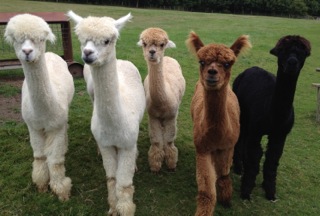 Farm photo for MEON VALLEY ALPACAS