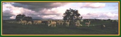 Farm photo for Orrapoora Alpacas