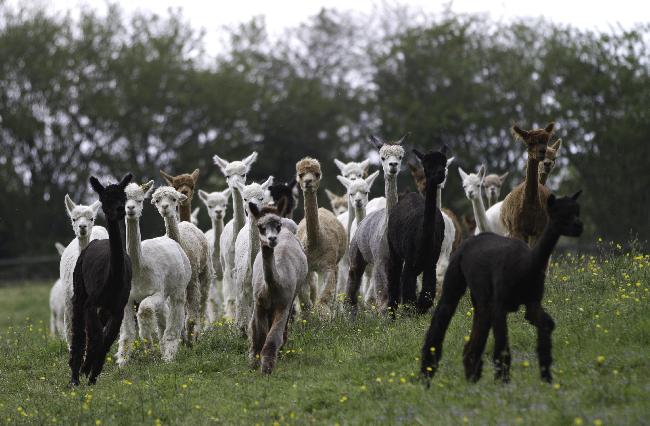 Farm photo for Spring Farm Alpacas