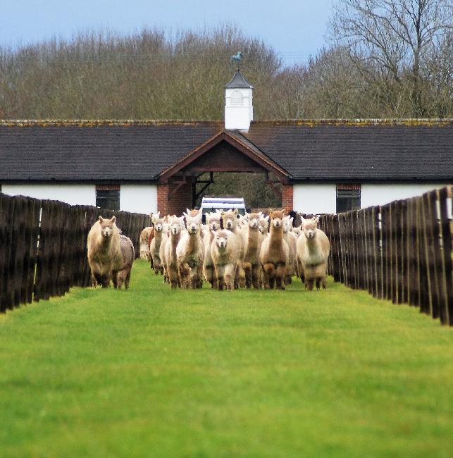 Farm photo for Alpaca Evolution