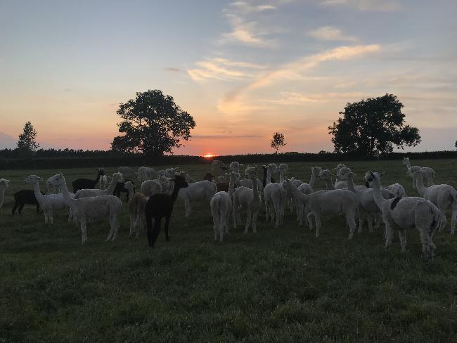 Farm photo for Houghton Hall Alpacas