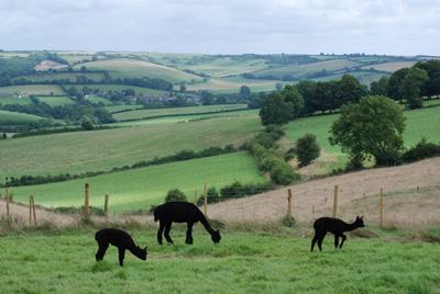 Farm photo for Inca Alpaca