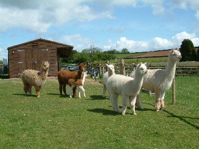 Farm photo for AMAZING ALPACAS