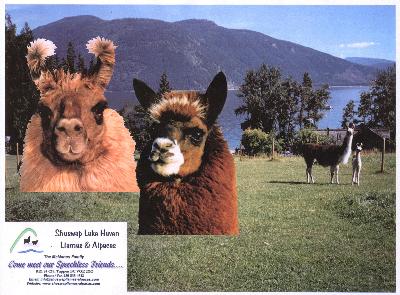 Farm photo for Shuswap Lake Haven Llamas and Alpacas