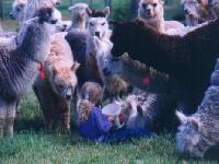 Alpacas of America