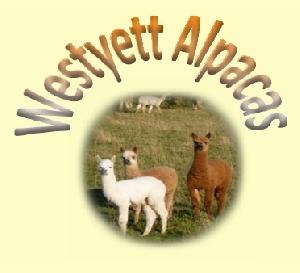 Westyett Alpacas