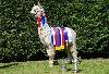 Navigator -  Supreme Champion ribbons - Europes three largest Alpaca shows