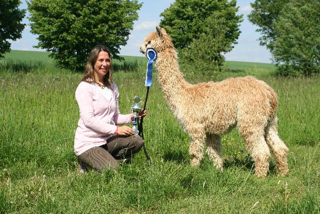 Grand Champion Surihengste Sonnenprinz als Junghengst