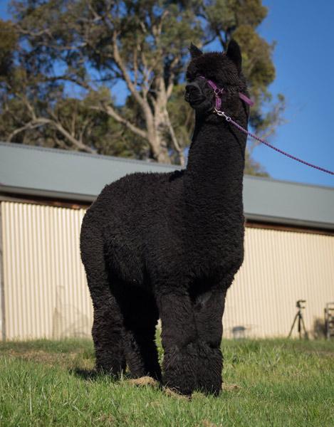 Surtierra Shadow - October 2014