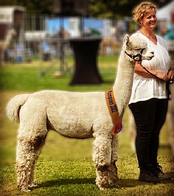 AANL Lightnin Crashes, Dutch Alpaca Fista Opmeer (Reserve Champion)